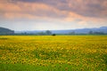 Sunflowers field sunset Royalty Free Stock Photo