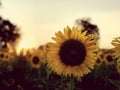 Sunflowers field on sunset vintage stye