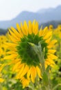 Sunflowers field in Thailand