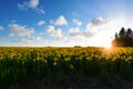 Sunflowers in a field under blue skies Royalty Free Stock Photo