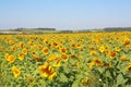 Sunflowers field under the hills Royalty Free Stock Photo