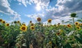 Sunflowers in Field Under Partly Cloudy Sky Royalty Free Stock Photo