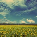 Sunflowers field - vintage retro style Royalty Free Stock Photo