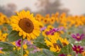 Sunflowers field.Vintage style Royalty Free Stock Photo