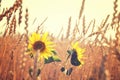 Sunflowers in a field of wheat