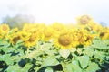 Sunflowers in the fields during sunset. Royalty Free Stock Photo