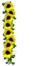 Sunflowers floral Border Royalty Free Stock Photo