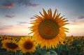 Sunflowers flowering plants on field background of sunset sky