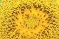 sunflowers flowers Royalty Free Stock Photo