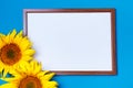 Sunflowers flowers on blue background, copy space on empty paper note, top view Royalty Free Stock Photo