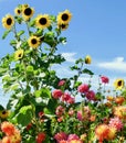 Sunflowers and Flowers, Mount Hood, Oregon Royalty Free Stock Photo