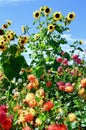 Sunflowers and Flowers, Mount Hood, Oregon Royalty Free Stock Photo