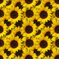 Sunflowers flowers seamless pattern photo