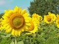 Sunflowers with focus on left side