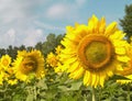 Sunflowers with focus on right side Royalty Free Stock Photo