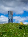 Sunflowers in front of the Eureka Tower