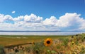 Sunflowers in front of Lake Albert in Oregon with fluffy white clouds in blue sky reflecting on water Royalty Free Stock Photo