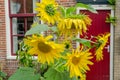 sunflowers in front of a traditional house in Volendam