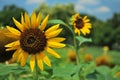 Sunflowers in full bloom