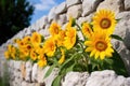 sunflowers in full bloom against a plain stone wall