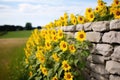 sunflowers in full bloom against a plain stone wall