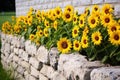 sunflowers in full bloom against a plain stone wall