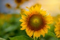 Sunflowers full bloom and light in the morning. Royalty Free Stock Photo