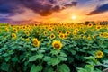 Sunflowers full bloom and light in the morning. Royalty Free Stock Photo