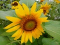 sunflowers in full bloom this morning Royalty Free Stock Photo