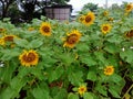sunflowers in full bloom this morning Royalty Free Stock Photo