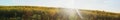 Sunflowers in Full Bloom Panorama/Banner Royalty Free Stock Photo