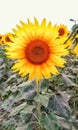 Sunflowers in the garden area Royalty Free Stock Photo