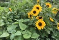 Sunflowers in a garden Royalty Free Stock Photo