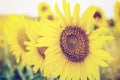 Sunflowers in garden with soft focus. Royalty Free Stock Photo