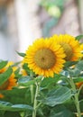 Sunflowers in garden