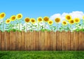 Sunflowers in garden and backyard fence with grass