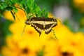 Sunflowers and Giant Swallow Tail Butterfly Royalty Free Stock Photo