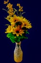 Sunflowers in glass vase against a black background Royalty Free Stock Photo