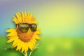 Sunflowers glasses on background Royalty Free Stock Photo