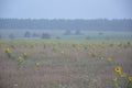Sunflowers grew separately on a mown field as a background Royalty Free Stock Photo