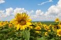 Sunflowers grow. Against the background of crops, plain, blue sky and clouds. Summer sunny day Royalty Free Stock Photo