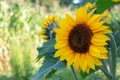 Sunflowers grow in the field on a sunny summer day Royalty Free Stock Photo