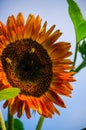 Sunflowers grow outdoors in summer