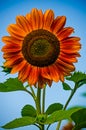 Sunflowers grow outdoors in summer