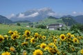 Sunflowers Growing on Alpine Meadow