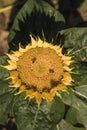 Sunflowers growing in a field Royalty Free Stock Photo