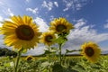 Sunflowers