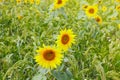 Sunflowers growing in a field against a millet background.