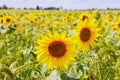 Sunflowers growing in a field against a millet background.