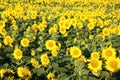 Sunflowers growing in a field.